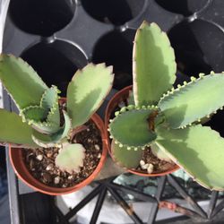 Zimlich's Patio And Garden Center - Mexican hat succulents!