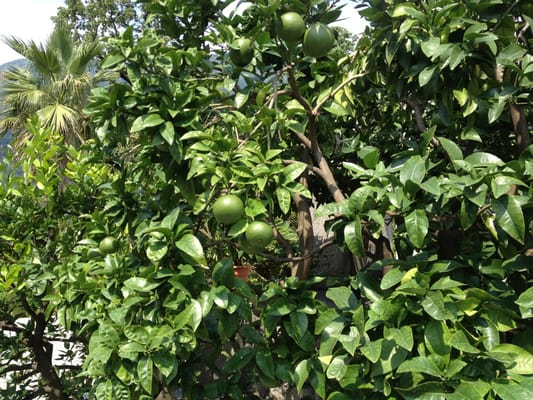 Isole di Brissago by null