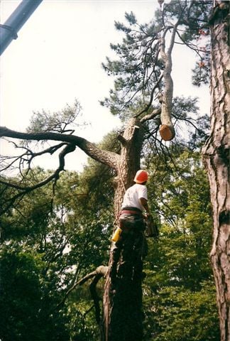 Grigg Brothers Tree Service - tree service in Virginia Beach, VA