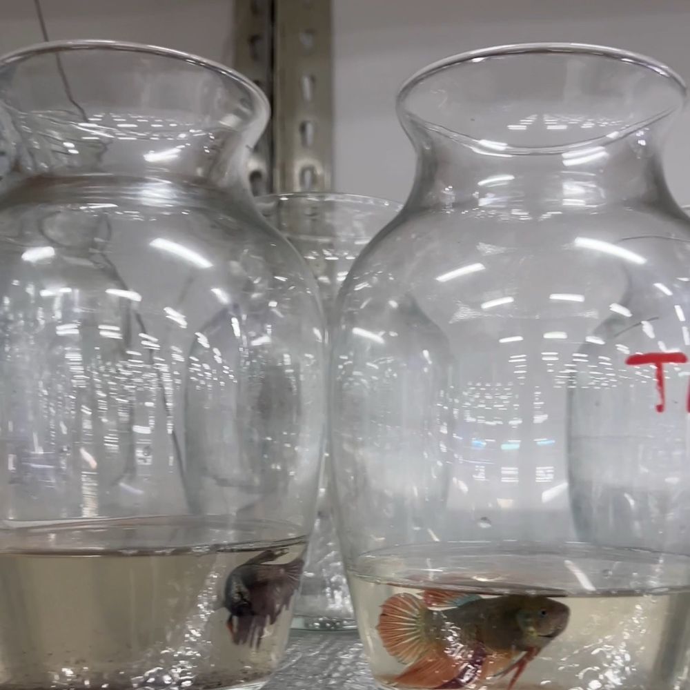 Pasadena Tropical Fish - Need more clean water - Local Fish Stores Near Me - Pasadena, California