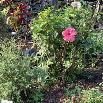 Paradise Meadows, South Point Road - Little garden - Tours Near Me - Naalehu, Hawaii