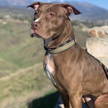 Two by Two Pet Support - Pet Transportation Near Me - Las Vegas, Nevada