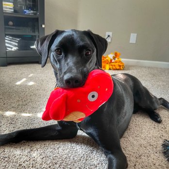 Karma Dog Training - Pet Training Near Me Karma Dog Training - Pet Training Near Me