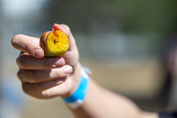 Andy's Orchard by null