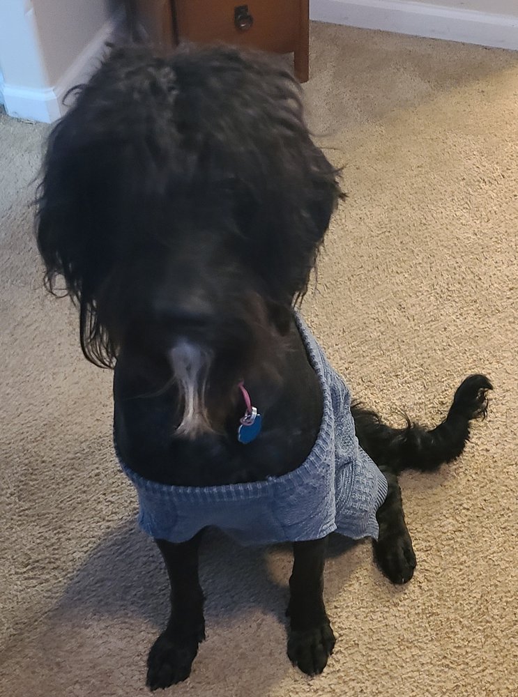 THE SHAGGY DOG 11 Photos 3103 A Blake Ave, Glenwood Springs, Colorado Pet Boarding Phone