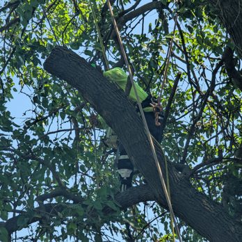 R & J Ozuna's Tree Service - Tree Services Near Me R & J Ozuna's Tree Service - Tree Services Near Me