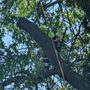 Photo of R & J Ozuna's Tree Service