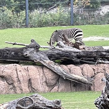 Dallas Zoo - Zoos Near Me - Dallas, Texas Dallas Zoo - Zoos Near Me - Dallas, Texas