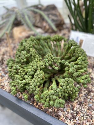 Volunteer Park Conservatory by null