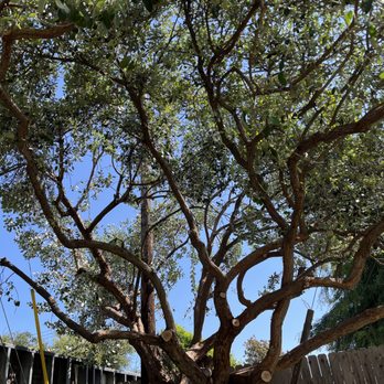 Top Branch Arborcare - Tree trimming - Tree Services Near Me Top Branch Arborcare - Tree trimming - Tree Services Near Me