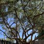 Photo of Top Branch Arborcare