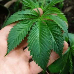 King Green Industries - Always organic, always the rarest. The lineage of this one includes South African from both the Transkei and Durban regions.