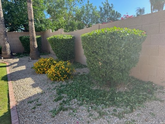 Tree Trimming - We do a multitude of services. Contact us today!! Tree Trimming - We do a multitude of services. Contact us today!!