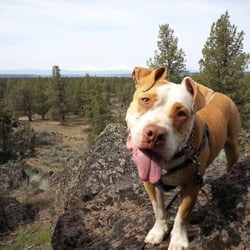 Lead and Love Dog Rescue