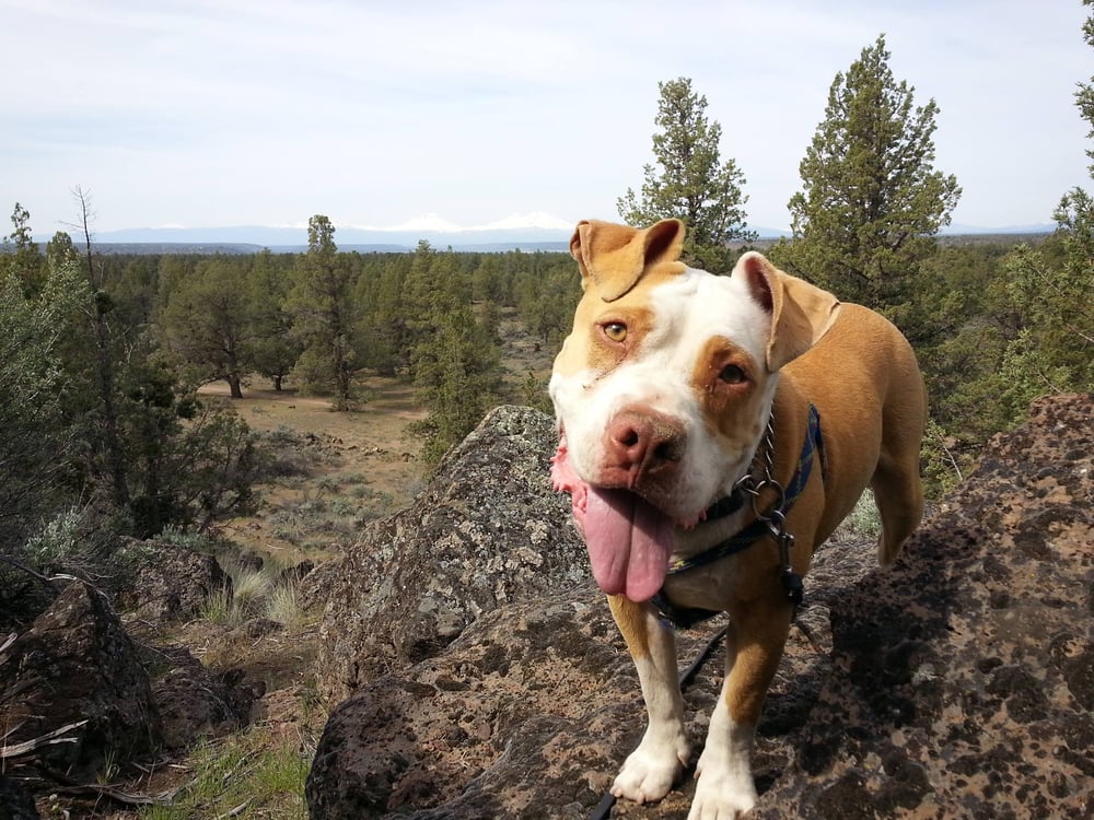 Lead and Love Dog Rescue - social services organization in Bend, OR