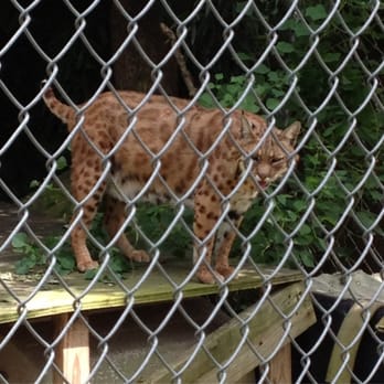 Yogie and Friends Special Needs Cats - Taz - Zoos Near Me - Frierson, Louisiana Yogie and Friends Special Needs Cats - Taz - Zoos Near Me - Frierson, Louisiana