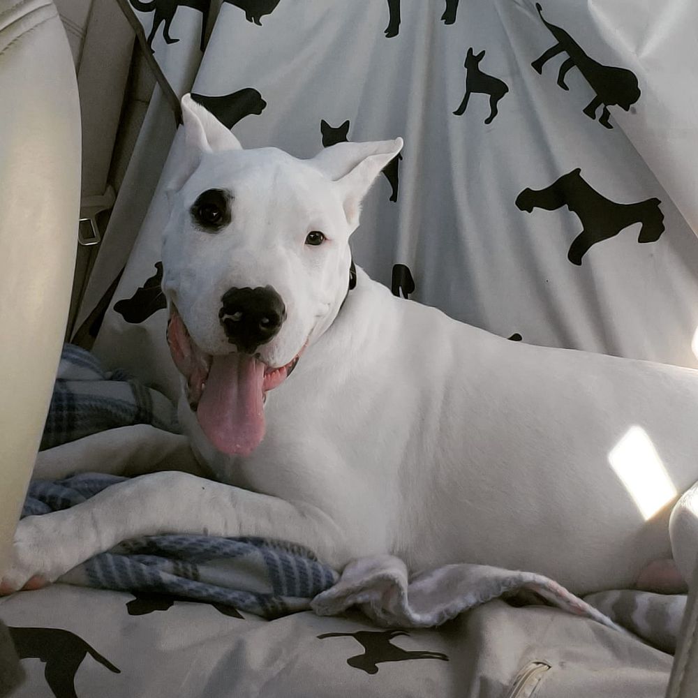 K9 CARGO PET TRANSPORT Updated June 2024 Ocala, Florida Pet