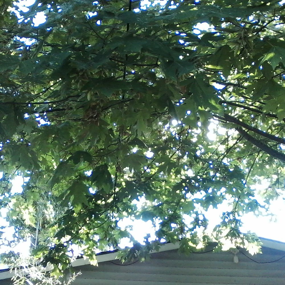 Legendary Tree - Overhanging the roof - Tree Services Near Me - Seattle, Washington Legendary Tree - Overhanging the roof - Tree Services Near Me - Seattle, Washington