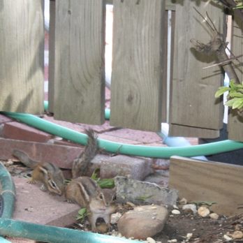 The Backyard Bird Feeder - Momma chipmunk and baby chipmunk. Both regular visitors to the bird feeder. - Bird Shops Near Me - Alexandria, Virginia The Backyard Bird Feeder - Momma chipmunk and baby chipmunk. Both regular visitors to the bird feeder. - Bird Shops Near Me - Alexandria, Virginia
