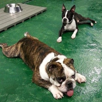 Bow Wow Doggie Daycare - Dog Walkers Near Me - Pittsburgh, Pennsylvania Bow Wow Doggie Daycare - Dog Walkers Near Me - Pittsburgh, Pennsylvania