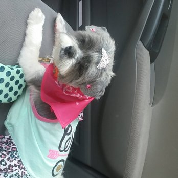 PetSmart - Jamie's handywork! Aww, isn't she just too cute - Pet Training Near Me - Reynoldsburg, Ohio