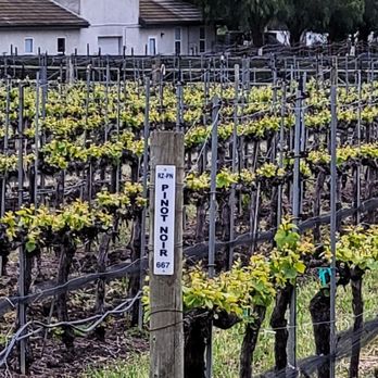 Valentina Suites - PIedra Creek Winery, our favorite vineyard, wine and tasting experience.  March 2021. Schedule a tasting!  Join their Wine Club! - Vacation Rentals Near Me - Pismo Beach, California