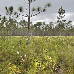 Splinter Hill Bog