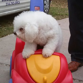 Lake Cliff Park - Earth Day Celebration....ice cream the dog strolling pooch. - Parks Near Me - Dallas, Texas