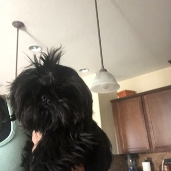Doggie Depot - Before grooming - Pet Groomers Near Me - Brentwood, California