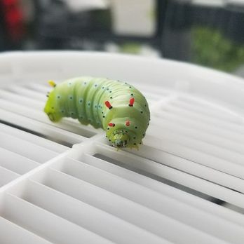 Runnin'Bugz Lawn, Pest and Snow Services - a green bug on a white table - Pest Control Near Me - Syracuse, New York Runnin'Bugz Lawn, Pest and Snow Services - a green bug on a white table - Pest Control Near Me - Syracuse, New York