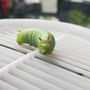 Photo of Runnin'Bugz Lawn, Pest and Snow Services