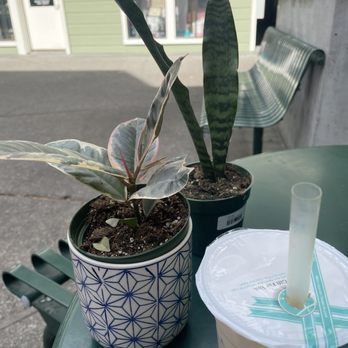 The Growing Groves Plant Shop - New babies - Nurseries & Gardening Near Me - Davis, California The Growing Groves Plant Shop - New babies - Nurseries & Gardening Near Me - Davis, California