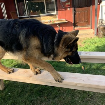 Huffman K9 Obedience - Remington is able to walk the plank without a lead. - Pet Training Near Me