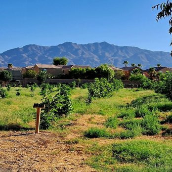 Gilcrease Orchard - Rows of fig trees! - Fruits & Veggies Near Me - Las Vegas, Nevada Gilcrease Orchard - Rows of fig trees! - Fruits & Veggies Near Me - Las Vegas, Nevada