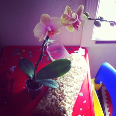 Associated Students Farmers Market by null