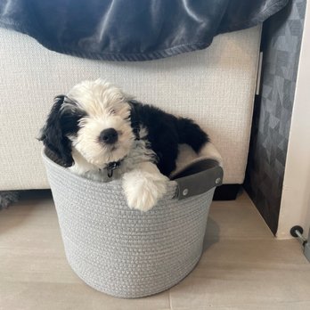 Mr. Bodhi's Grub & Scrub - Finley (Mini Sheepadoodle) - Pet Groomers Near Me - Solana Beach, California Mr. Bodhi's Grub & Scrub - Finley (Mini Sheepadoodle) - Pet Groomers Near Me - Solana Beach, California