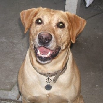 vca almaden valley animal hospital yelp