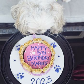 Pawtriotic Dog Bakery - Pet Stores Near Me - Murrieta, California Pawtriotic Dog Bakery - Pet Stores Near Me - Murrieta, California