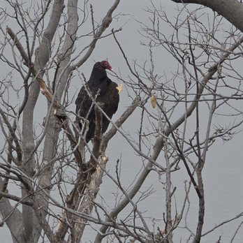 Spring Lake Park Reserve - Turkey Vulture - Parks Near Me - Hastings, Minnesota Spring Lake Park Reserve - Turkey Vulture - Parks Near Me - Hastings, Minnesota