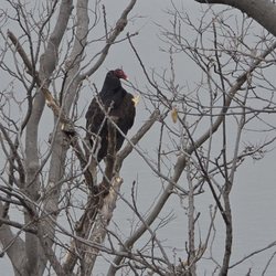 Spring Lake Park Reserve - Turkey Vulture