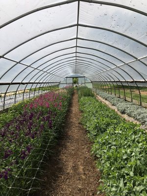 Wollam Gardens by null