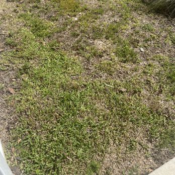 Rodriguez Sod - Before - Gardeners Near Me - Tampa, Florida Rodriguez Sod - Before - Gardeners Near Me - Tampa, Florida