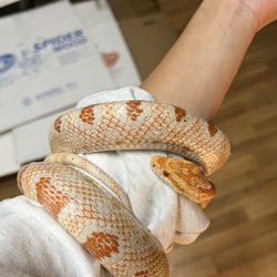 Aquarium & Reptile Depot