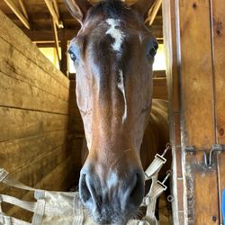 Amethyst Farm - Horse