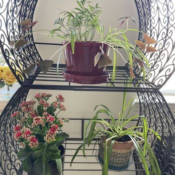 Moana Nursery - Sparks - Plants in new home. - Nurseries & Gardening Near Me - Sparks, Nevada Moana Nursery - Sparks - Plants in new home. - Nurseries & Gardening Near Me - Sparks, Nevada
