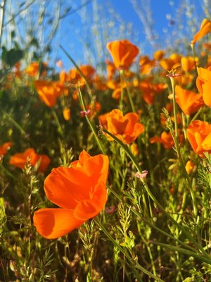 Walker Canyon by null