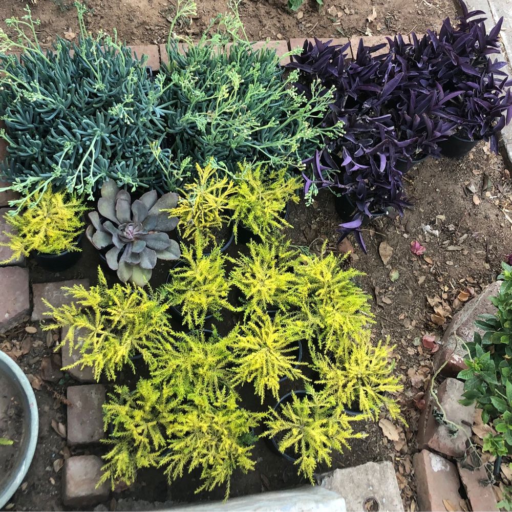 Plants