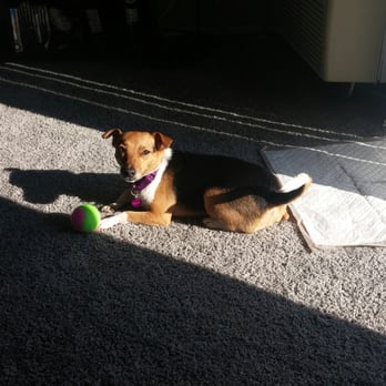 Animal Welfare Association - My baby girl, Lolli - Animal Shelters Near Me - Voorhees, New Jersey Animal Welfare Association - My baby girl, Lolli - Animal Shelters Near Me - Voorhees, New Jersey