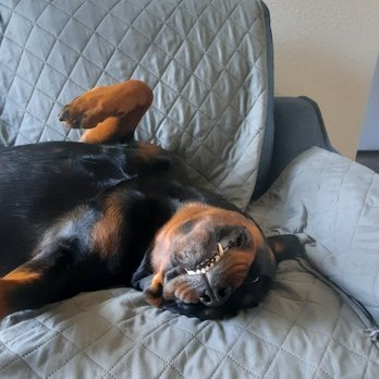 Canine Purpose - Gracie - Pet Training Near Me - Rocklin, California