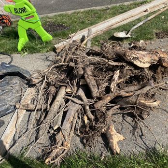 Best In Concrete Services - Tree roots. - Masonry/Concrete Near Me